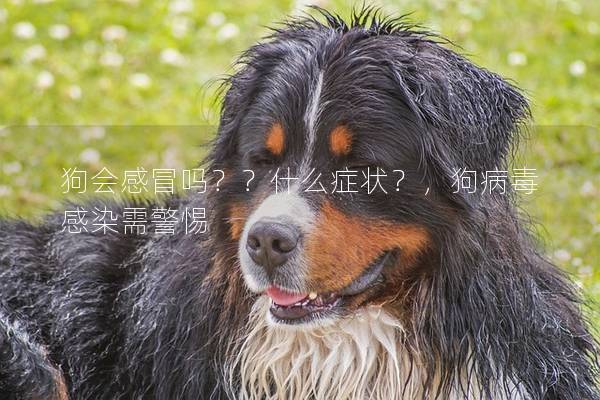 狗会感冒吗??什么症状?,狗病毒感染需警惕 狗会感冒吗??什么症状?,狗病毒感染需警惕