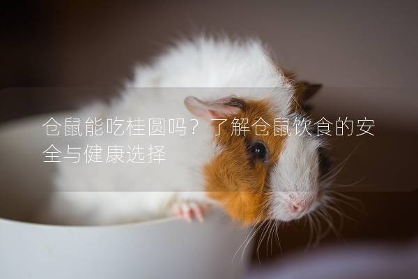 仓鼠能吃桂圆吗？了解仓鼠饮食的安全与健康选择