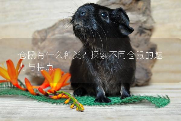 仓鼠有什么种类？探索不同仓鼠的魅力与特点