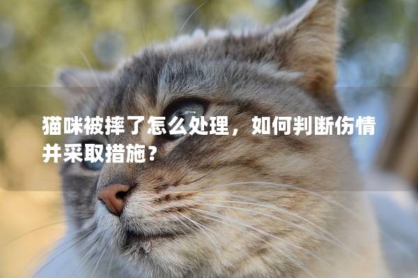 猫咪被摔了怎么处理，如何判断伤情并采取措施？