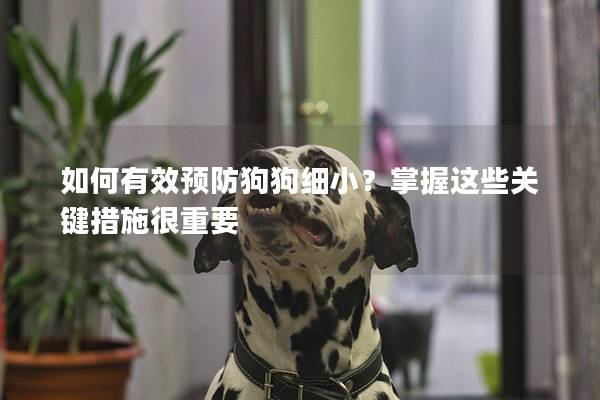 如何有效预防狗狗细小？掌握这些关键措施很重要