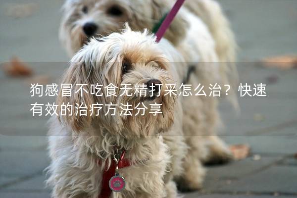 狗感冒不吃食无精打采怎么治?快速有效的治疗方法分享 狗感冒不吃食无精打采怎么治?快速有效的治疗方法分享