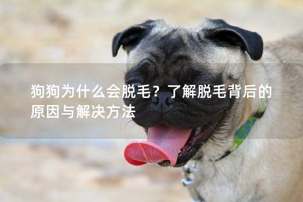 狗狗为什么会脱毛？了解脱毛背后的原因与解决方法
