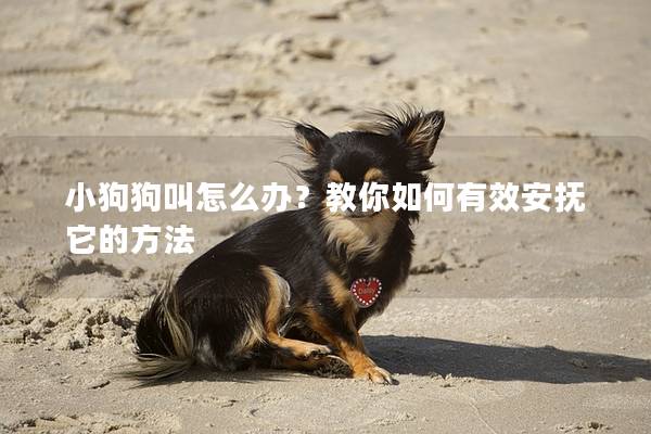 小狗狗叫怎么办？教你如何有效安抚它的方法