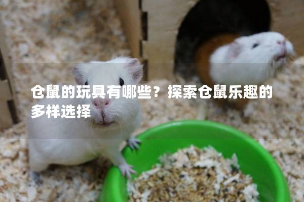 仓鼠的玩具有哪些？探索仓鼠乐趣的多样选择