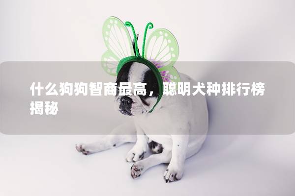 什么狗狗智商最高,聪明犬种排行榜揭秘 什么狗狗智商最高,聪明犬种排行榜揭秘