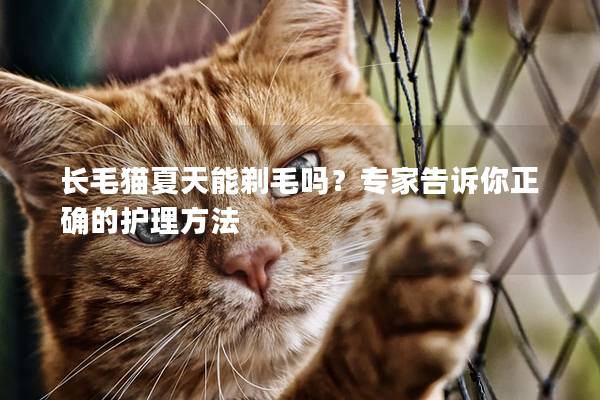 长毛猫夏天能剃毛吗？专家告诉你正确的护理方法