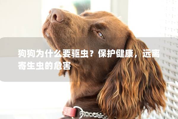 狗狗为什么要驱虫？保护健康，远离寄生虫的危害
