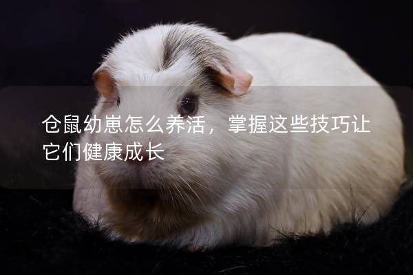 仓鼠幼崽怎么养活，掌握这些技巧让它们健康成长
