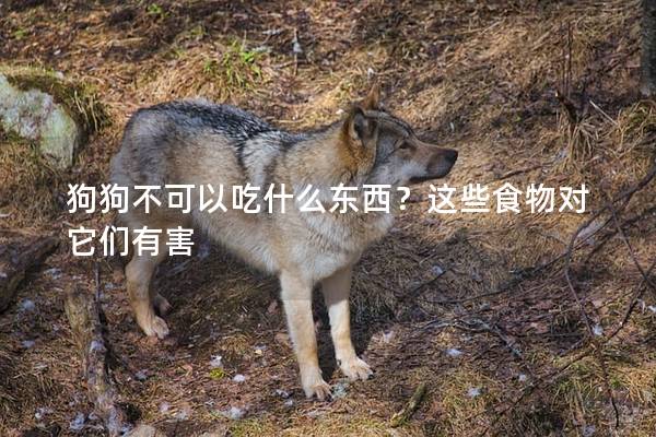 狗狗不可以吃什么东西？这些食物对它们有害