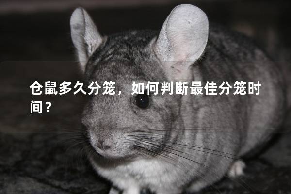 仓鼠多久分笼,如何判断最佳分笼时间? 仓鼠多久分笼,如何判断最佳分笼时间?