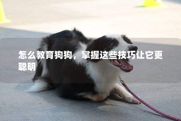 怎么教育狗狗，掌握这些技巧让它更聪明