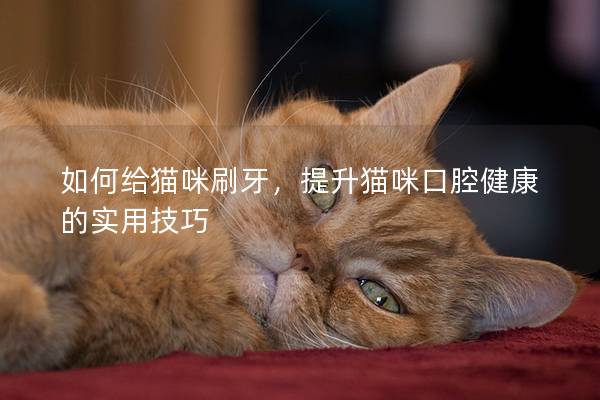 如何给猫咪刷牙，提升猫咪口腔健康的实用技巧