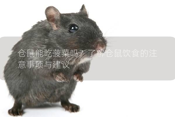 仓鼠能吃菠菜吗？了解仓鼠饮食的注意事项与建议