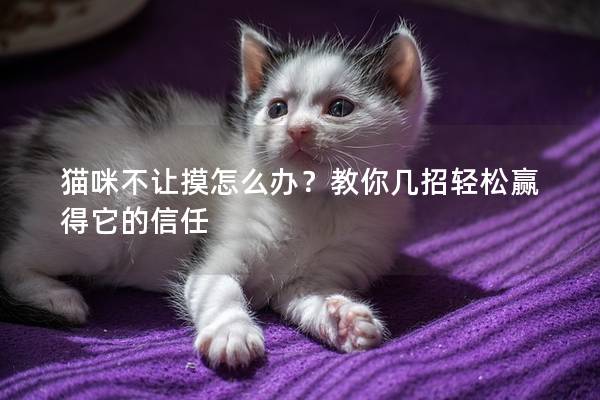 猫咪不让摸怎么办？教你几招轻松赢得它的信任
