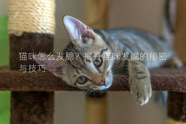 猫咪怎么发腮？揭开猫咪发腮的秘密与技巧