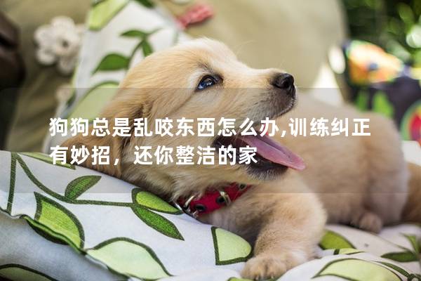 狗狗总是乱咬东西怎么办,训练纠正有妙招，还你整洁的家