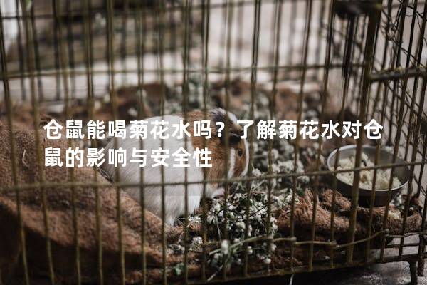 仓鼠能喝菊花水吗？了解菊花水对仓鼠的影响与安全性