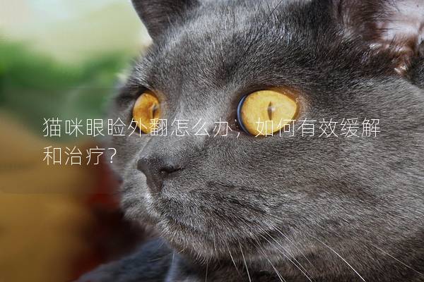猫咪眼睑外翻怎么办，如何有效缓解和治疗？