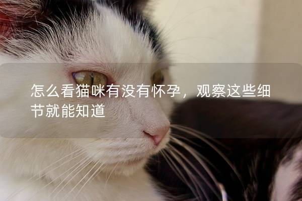 怎么看猫咪有没有怀孕,观察这些细节就能知道 怎么看猫咪有没有怀孕,观察这些细节就能知道