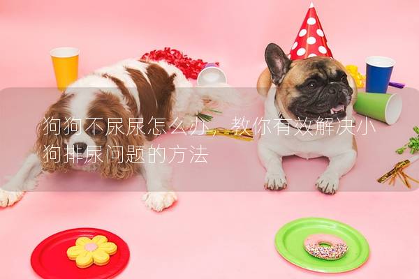 狗狗不尿尿怎么办，教你有效解决小狗排尿问题的方法
