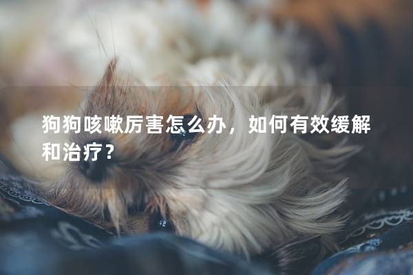 狗狗咳嗽厉害怎么办，如何有效缓解和治疗？