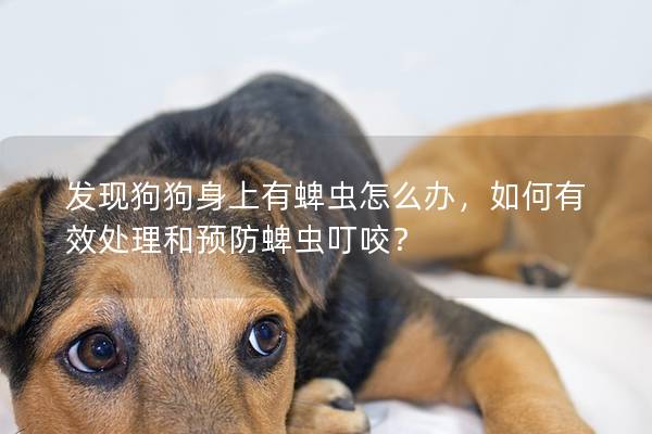 发现狗狗身上有蜱虫怎么办，如何有效处理和预防蜱虫叮咬？