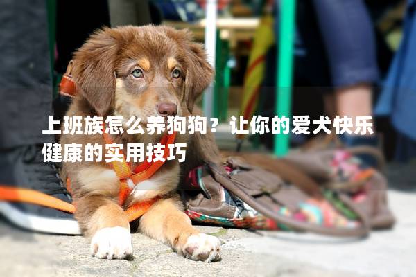 上班族怎么养狗狗?让你的爱犬快乐健康的实用技巧 上班族怎么养狗狗?让你的爱犬快乐健康的实用技巧