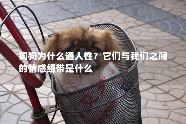 狗狗为什么通人性？它们与我们之间的情感纽带是什么