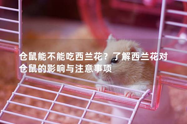 仓鼠能不能吃西兰花？了解西兰花对仓鼠的影响与注意事项