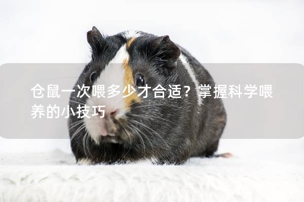仓鼠一次喂多少才合适？掌握科学喂养的小技巧