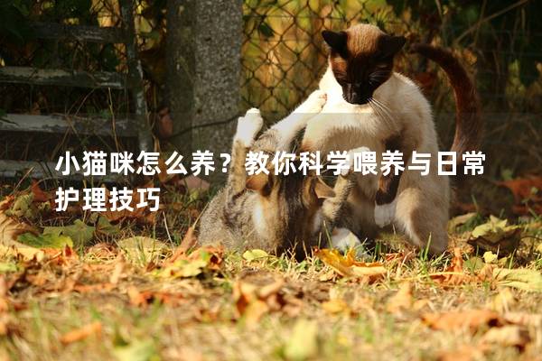 小猫咪怎么养？教你科学喂养与日常护理技巧
