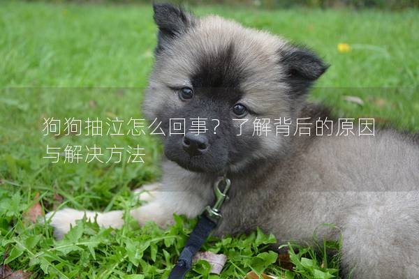 狗狗抽泣怎么回事？了解背后的原因与解决方法