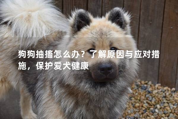 狗狗抽搐怎么办？了解原因与应对措施，保护爱犬健康