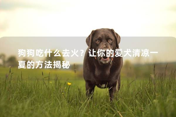 狗狗吃什么去火？让你的爱犬清凉一夏的方法揭秘