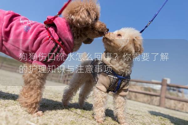 狗狗伤口流水怎么回事？你需要了解的护理知识与注意事项