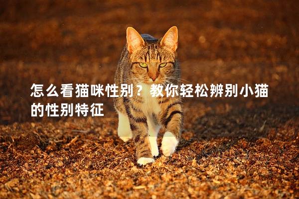 怎么看猫咪性别？教你轻松辨别小猫的性别特征