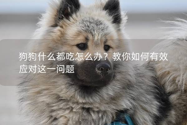 狗狗什么都吃怎么办？教你如何有效应对这一问题
