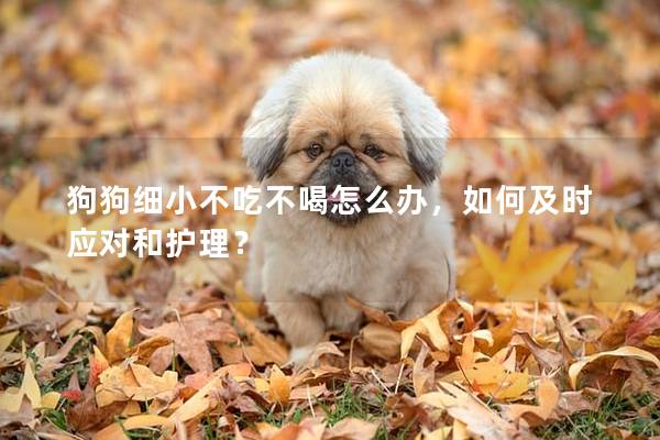 狗狗细小不吃不喝怎么办，如何及时应对和护理？