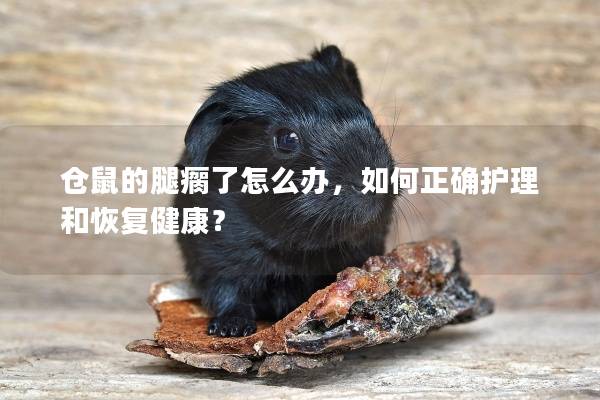 仓鼠的腿瘸了怎么办，如何正确护理和恢复健康？