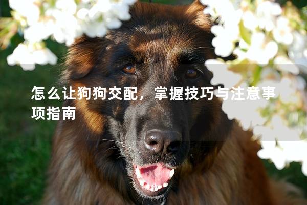 怎么让狗狗交配，掌握技巧与注意事项指南