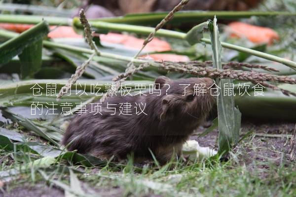仓鼠可以吃熟板栗吗？了解仓鼠饮食的注意事项与建议