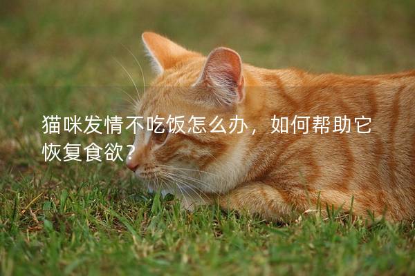 猫咪发情不吃饭怎么办,如何帮助它恢复食欲? 猫咪发情不吃饭怎么办,如何帮助它恢复食欲?