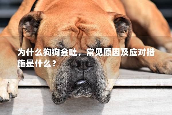 为什么狗狗会吐,常见原因及应对措施是什么? 为什么狗狗会吐,常见原因及应对措施是什么?