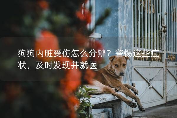 狗狗内脏受伤怎么分辨？警惕这些症状，及时发现并就医