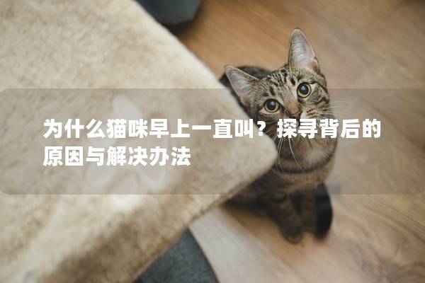 为什么猫咪早上一直叫？探寻背后的原因与解决办法