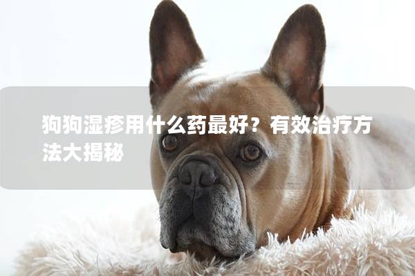 狗狗湿疹用什么药最好？有效治疗方法大揭秘