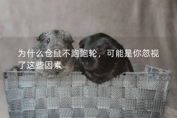 为什么仓鼠不跑跑轮，可能是你忽视了这些因素