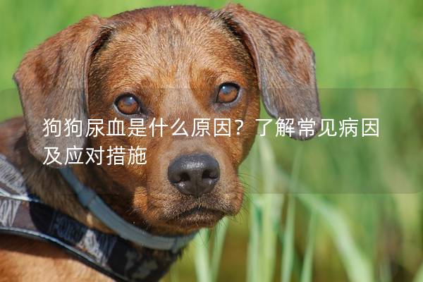 狗狗尿血是什么原因？了解常见病因及应对措施