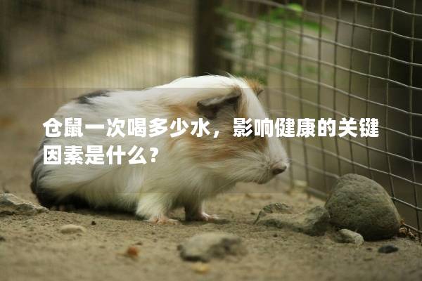 仓鼠一次喝多少水，影响健康的关键因素是什么？